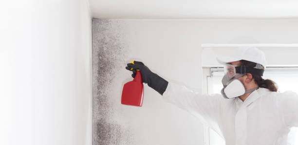 Trusted Rio Rancho, NM Mold Removal Experts