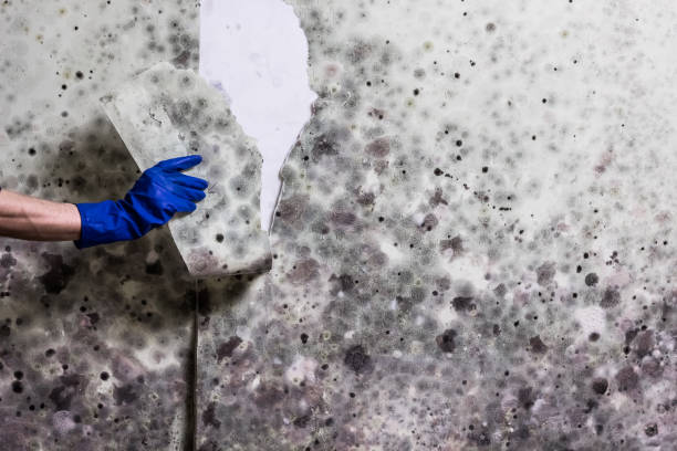 Best Certified Mold Removal  in Rio Rancho, NM